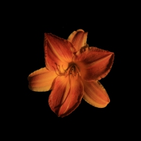 Orange Lily 1920 X 1200