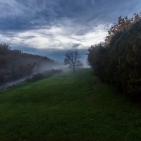 Rogers Creek Fog