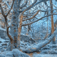 Sapphire Forest - HDR