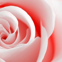 High Key Rose Macro - Red
