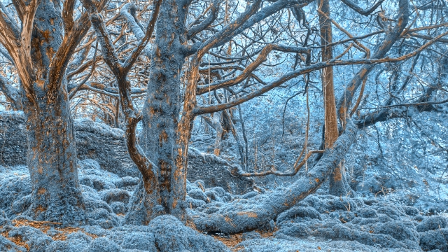 Sapphire Forest - HDR