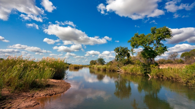 Kruger Park Landscape