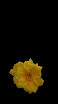 Yellow Lilly Cell Phone Wallpaper